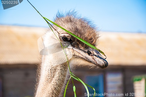 Image of Black African ostrich