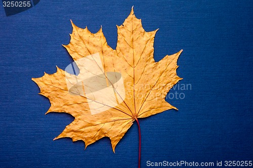 Image of Autumn leaf 