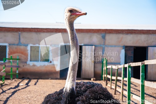 Image of Black African ostrich