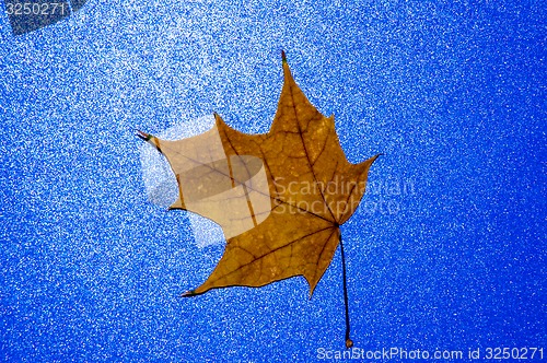 Image of Autumn leaf 