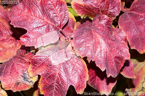 Image of Autumn leaf.