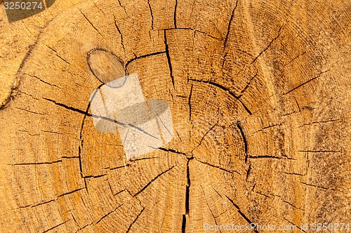 Image of The texture of the wood slice cruba