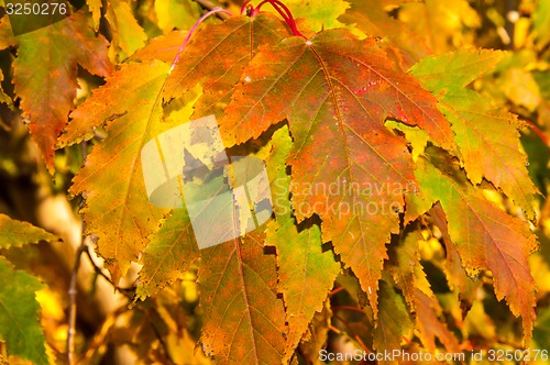 Image of Autumn leaf.