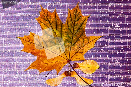 Image of Autumn leaf 