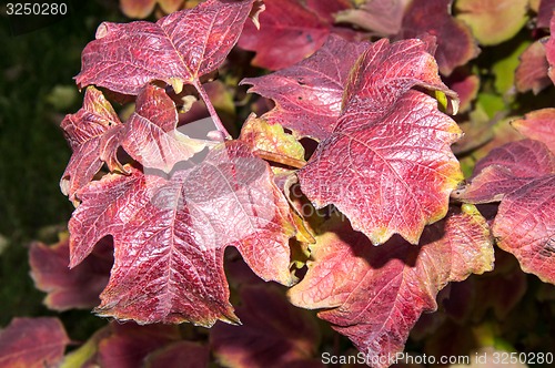 Image of Autumn leaf.