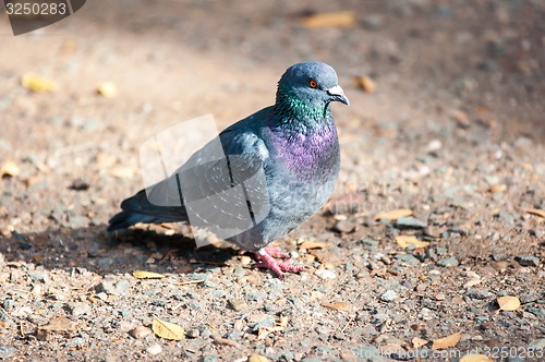 Image of Rock pigeon 