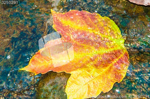 Image of Autumn leaves in water