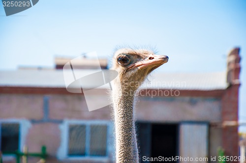 Image of Black African ostrich