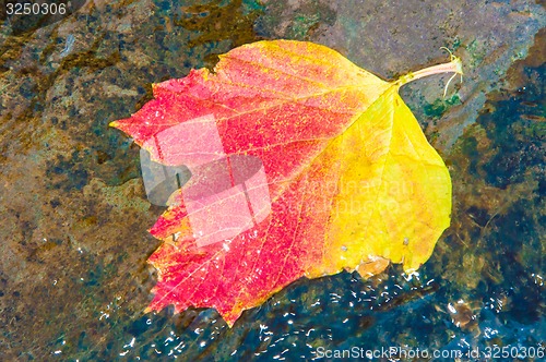 Image of Autumn leaves in water
