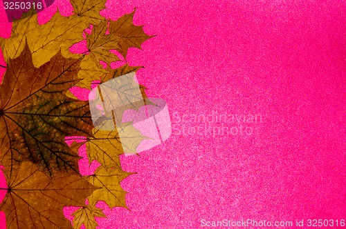 Image of Autumn leaf 