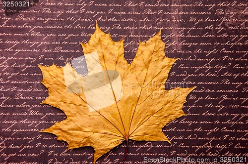 Image of Autumn leaf 