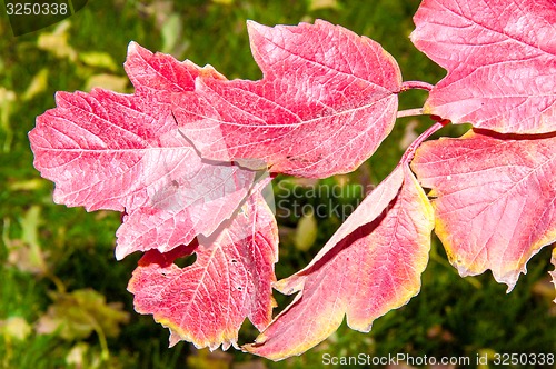 Image of Autumn leaf.