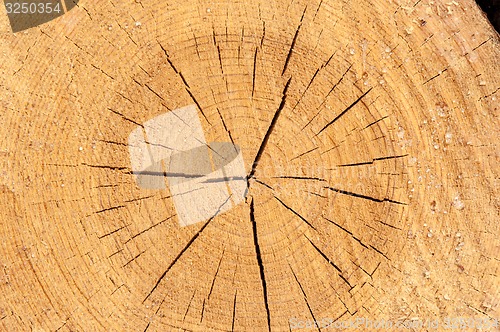Image of The texture of the wood slice cruba