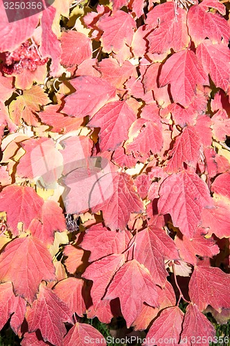 Image of Autumn leaf.