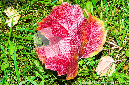 Image of Autumn leaf.