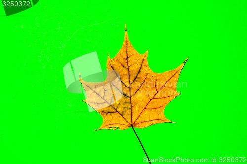 Image of Autumn leaf 