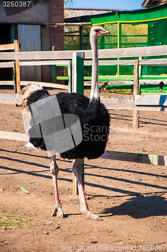 Image of Black African ostrich