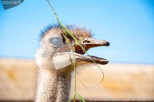 Image of Black African ostrich