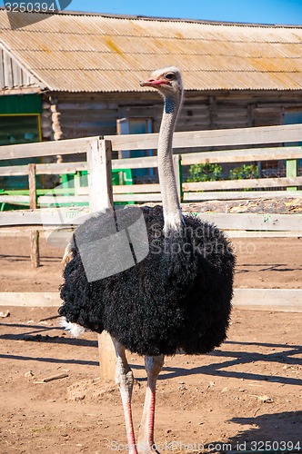 Image of Black African ostrich