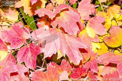 Image of Autumn leaf.