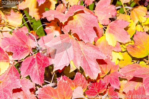 Image of Autumn leaf.