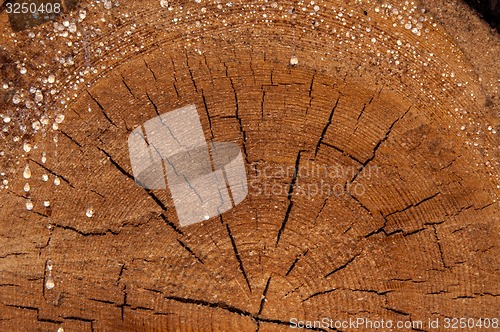 Image of The texture of the wood slice cruba