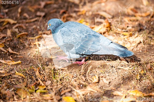 Image of Rock pigeon 