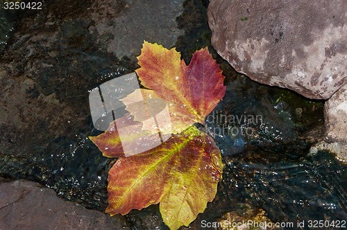 Image of Autumn leaves in water