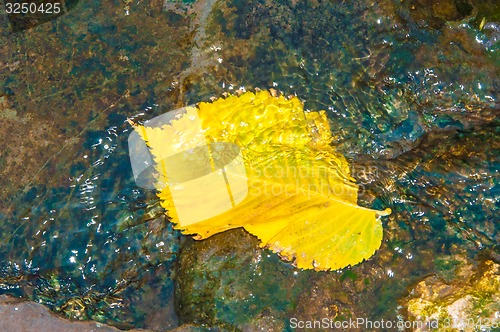 Image of Autumn leaves in water