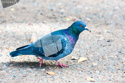 Image of Rock pigeon 