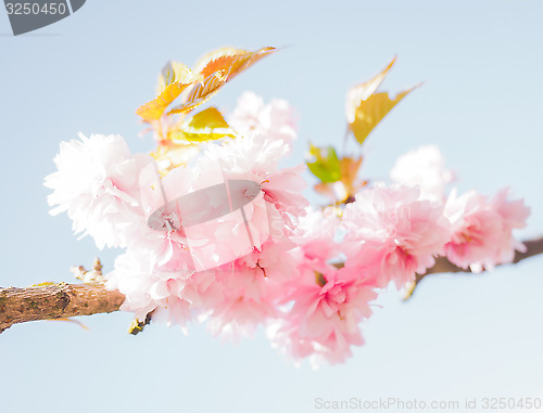 Image of Japanese pink cherry blossoms, blooming on tree towards light bl