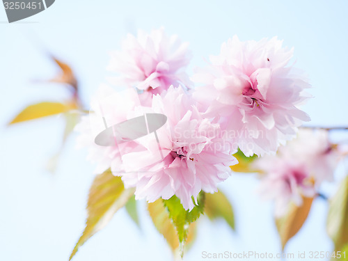 Image of Japanese pink cherry blossoms, blooming on tree towards light bl