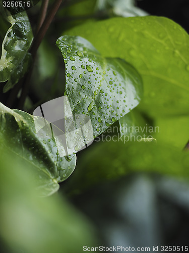 Image of Green ivy Hedera with glossy leaves