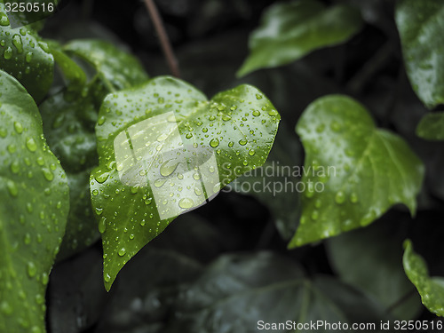 Image of Green ivy Hedera in the rain