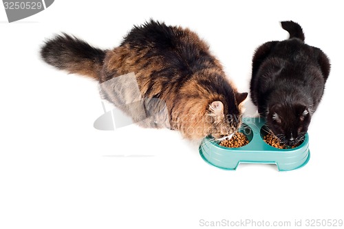 Image of Two cats eating from a green bowl