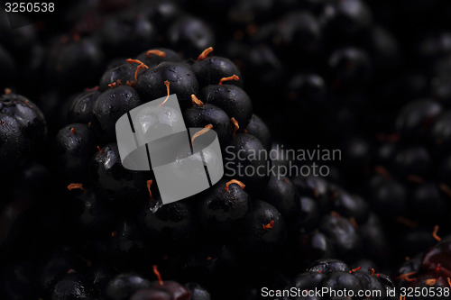 Image of blackberry background