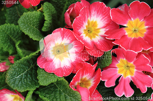 Image of purple primrose 