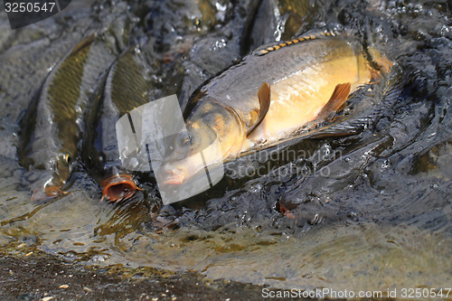 Image of carp fishes