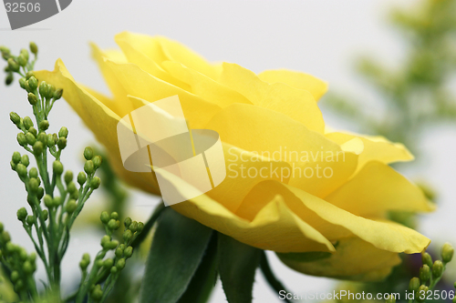 Image of Yellow Rose