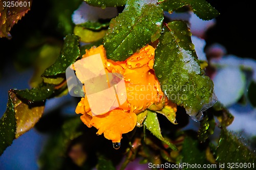 Image of Rose and snow