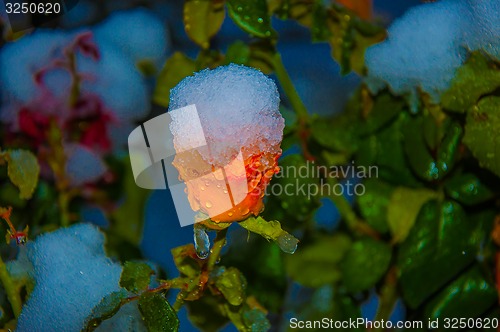 Image of Rose and snow