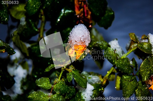 Image of Rose and snow