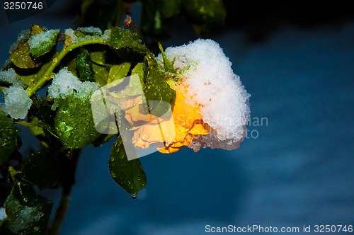 Image of Rose and snow