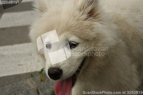 Image of Puppy portrait