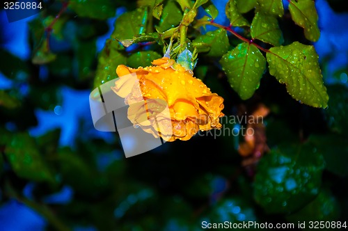 Image of Rose and snow