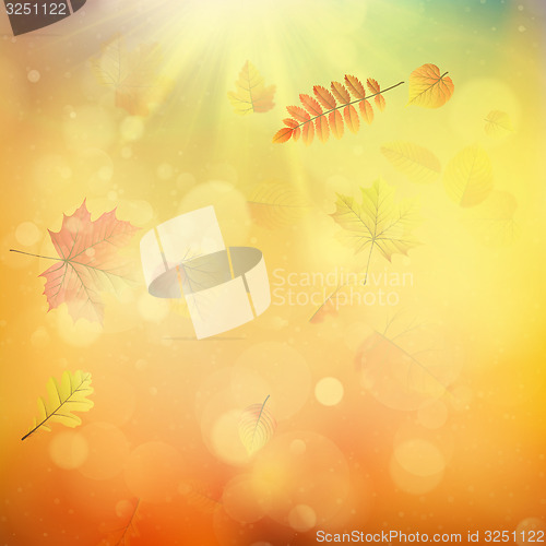 Image of Leaves in autumn forest. EPS 10