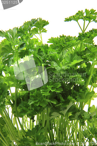 Image of fresh parsley leaves - green herbs