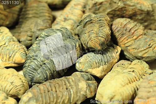 Image of trilobite fossil as very nice background