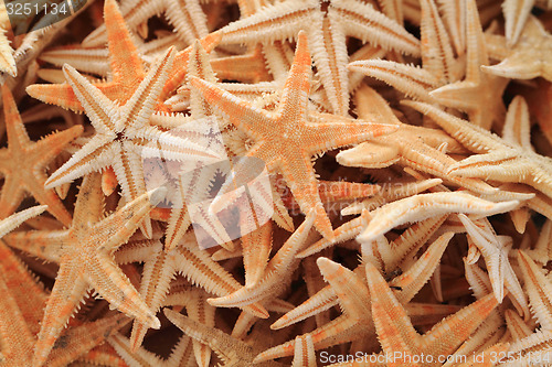 Image of sea star fishes