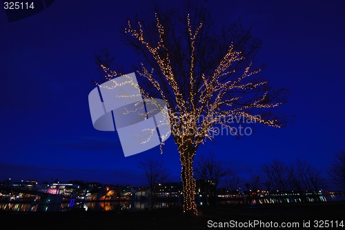 Image of The decorated tree.